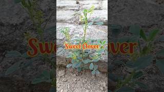 Sweet clover  Melilotus indicus  Indian sweet clover 🍀 🍀 🍀 😱😱 shorts youtubeshorts [upl. by Millham313]