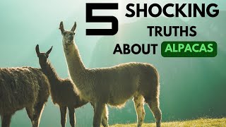 The Amazing Truth About Alpacas 5 MustKnow Facts [upl. by Mines]