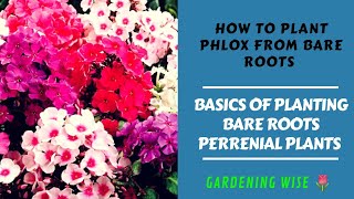 Basics of planting bare roots Part 3 Growing Phlox from bareroots perrenial flowering plant [upl. by Carrick439]