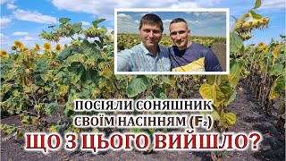 Посіяли соняшник своїм насінням F2 Що з цього вийшло [upl. by Ayal]