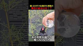 ㊗️30万回再生！弱ったカラスを助けた驚きの結末とは！？ 動物 感動 animals [upl. by Hultgren]