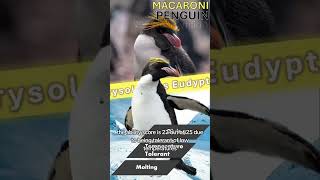 Macaroni Penguin Ranking wildlife animals facts ocean penguin [upl. by Oiramrej147]