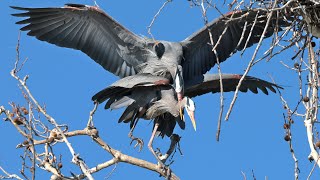 20240219 Great Blue Herons In Flagrante Delicto [upl. by Gainor]