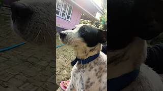 😘 motivation animals doglover viralvideo viralshort youtubeshort viralreels youtubevideo [upl. by Novart]