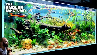 The Endler Sanctuary EPIC 4ft Natural Style Aquarium aquascape tutorial [upl. by Asiel]