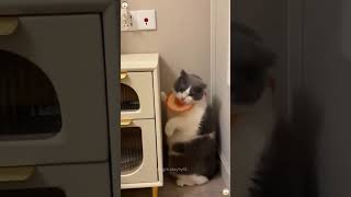 Are they to lose weight by exercisingcat cats cutecat catlover funny funnycat funnyvideos [upl. by Edlitam]