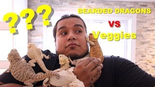 How To Get Your Bearded Dragon To Eat Its Veggies  2019 [upl. by Sweatt]