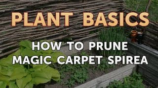 How to Prune Magic Carpet Spirea [upl. by Sirmons319]