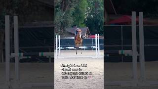 Ivy’s first jump in USA🇺🇸Los Angeles ​ horse equestrian showjumping horselover pony jump [upl. by Cantu]