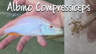 Stripping Albino compressiceps fry [upl. by Yttik525]