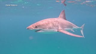 Florida divers ecstatic after swimming with great white sharks in the Gulf [upl. by Cacka]