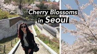 Cherry Blossoms in Seoul  Shopping in Myeongdong yup [upl. by Zoe975]