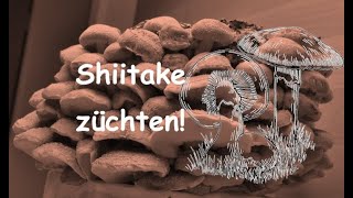 Wie mache ich Shiitake Pilze [upl. by Samale]