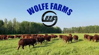 Wolfe Farms 20th Annual Fleckvieh Bull amp Female Sale [upl. by Ydnew]