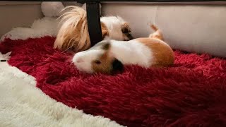 Heres What Guinea Pigs Do After Brushing [upl. by Lamrert]