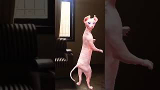 Cute dancing viral 😾🔥😰🤠shortsshortsfeed viral video [upl. by Hainahpez445]