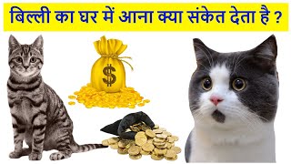 बिल्ली का घर में आना क्या संकेत देता है  billi ghar me aana  billi ghar me rakhna chahiye ya nahi [upl. by Hinda]