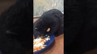 Binturong eating a meal [upl. by Emmer783]