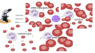 Comprendre les analyses sanguines [upl. by Alliuqal]