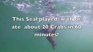 Seal rips legs of Spider crabs [upl. by Seabrooke]