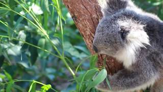 Koala Eating Leaves In A Eucalyptus Tree [upl. by Allenrad]