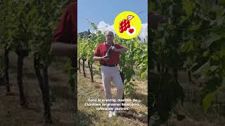 Weinwelt I Wein des Monats mit Frank Kämmer I Juli I NETTO [upl. by Nnaed]