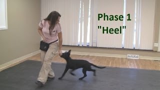 How to Train a Dog to quotHeelquot K91com [upl. by Ylrad]