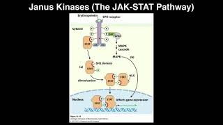 Biosignaling  Janus KinasesThe JAKSTAT Pathway [upl. by Delwyn393]