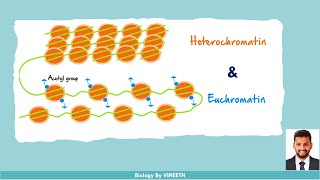 Heterochromatin and Euchromatin [upl. by Belayneh]