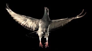 Slow Motion Pigeon Flight  BBC Earth [upl. by Farrish]