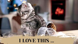 The 9 things cats love most [upl. by Nabru]