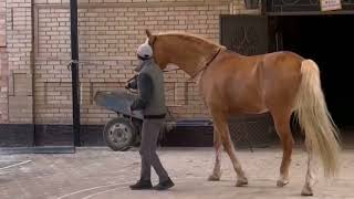 RATE THE HORSE NICKNAMED GOLD animals mrbeast horses [upl. by O'Meara]