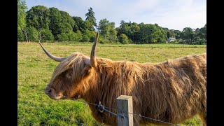 Castles Coos and Kelpies  A Tour of Scotland [upl. by Licna]