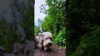 Sealyham Terrier walks Stodmarsh Nature Reserve 3rd May 2024 dogs dog [upl. by Ryon]