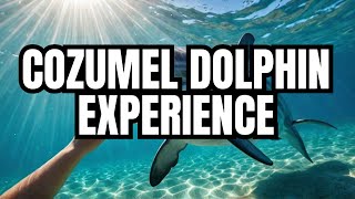 Dolphin Discovery Cozumel the BEST Place to See Dolphins in Mexico [upl. by Ehsiom]