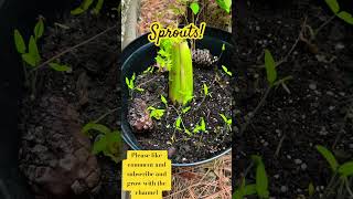 Regrowing celery amp new sprouts in the compost bucket 🪣 growyourownfood compost growth sprouts [upl. by Akinhoj]