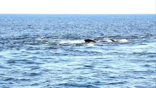 MVI 9898 Right Whales [upl. by Puttergill]