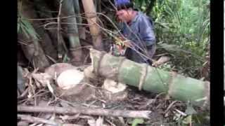 Giant Bamboo Biggest in Thailand 1 [upl. by Ramgad]