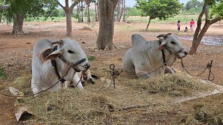 Batthula balaraju ampSayyad kalam bhasam gari combine Bulls in Kammavaripalem [upl. by Asilanom29]