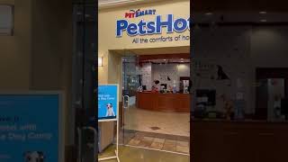 What Do Ya’ll Think A Pet Hotel At PetSmart shorts petsmart dog goldenretriever [upl. by Kilar863]