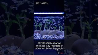 🥰Aquarium setup Tamil😘 aquarium guppyfishtank guppybreeding fishtank fish fishing aquarius [upl. by Cleave]