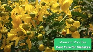 How to Make Avaram Poo Tea  Prevents Skin Wrinkles amp Best Cure for Diabetes [upl. by Nwhas]