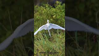 Prized Catch Claimed by Great Egret birdsofprey birds wildlife shorebirds naturelovers nature [upl. by Lednem]