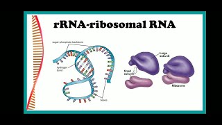 Genetics Part 7  rRNA NEET NCERT BIOLOGY [upl. by Dempstor]