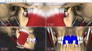 Mandibular Movements [upl. by Cuthbert]