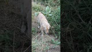 🩷Teri meharbaniya dog duet doglover love sad goldenretriever hindisong musicgenre [upl. by Stanzel]