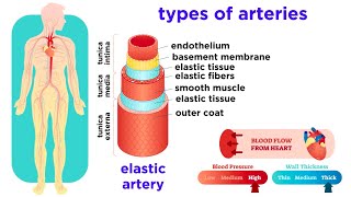 The Circulatory System Part 2 Blood Vessels [upl. by Mady207]