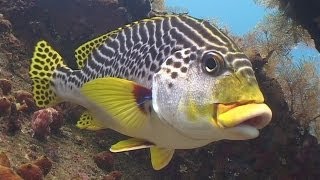 Diving in Bali 720p [upl. by Eelinnej]