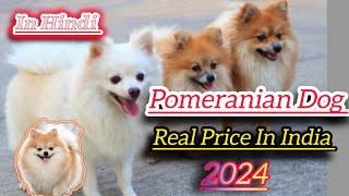 Pomeranian Dog Real Price In India 2024  Full Information In This Video In Hindi [upl. by Mosa627]