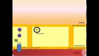 Thyroid Hormone Synthesis [upl. by Atipul]